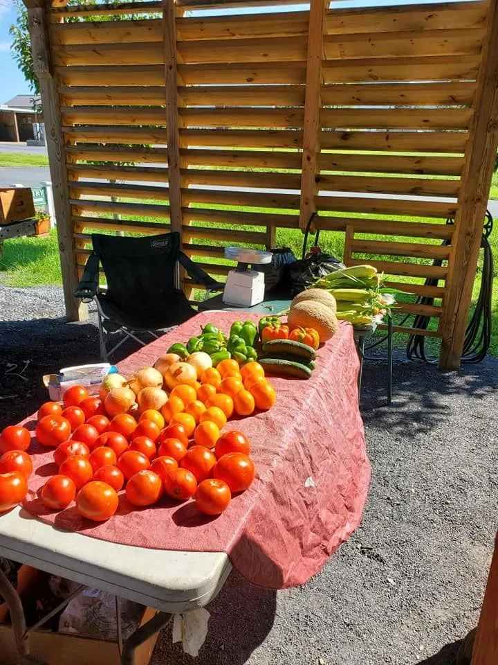 A farmers market table with bowls of tomatoes and squash for sale.